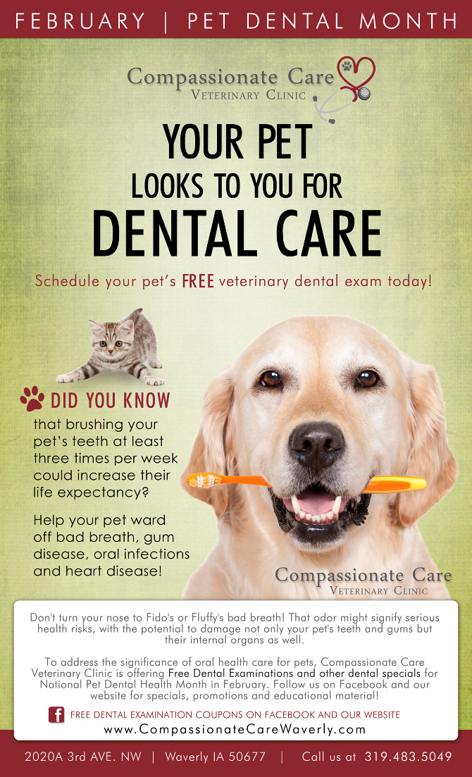 Identity Compassionate Care Veterinary Clinic Haleigh Steere